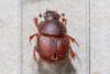 Onthophagus sp.